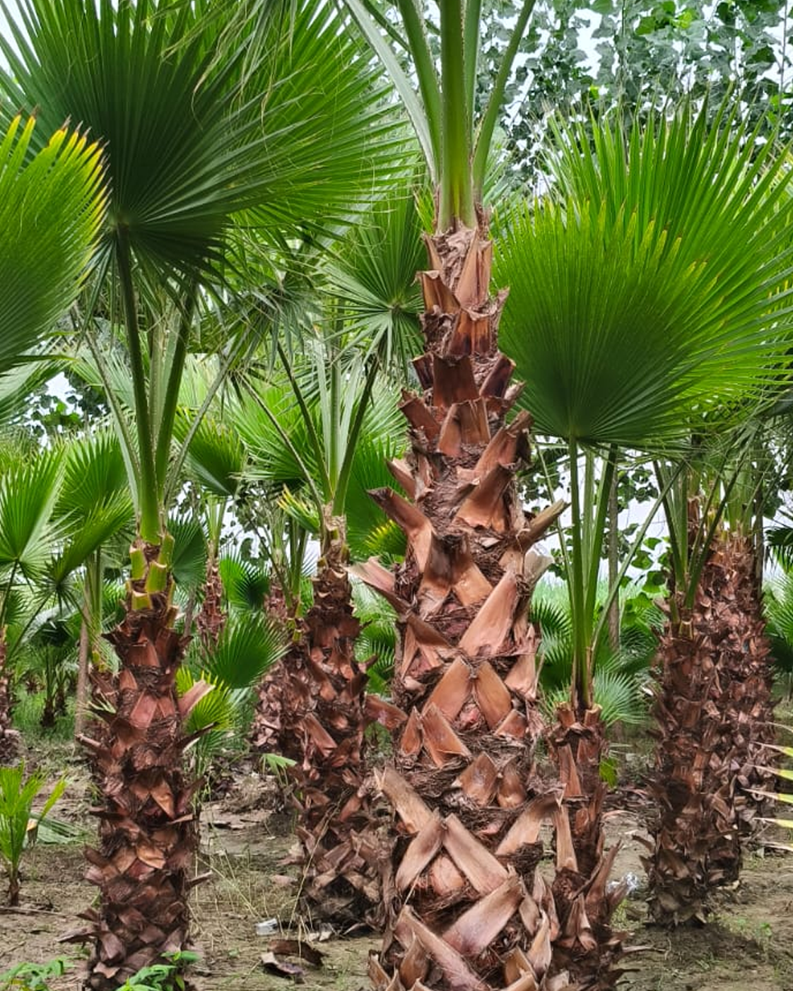Muringa Plant
